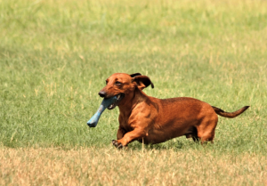 Dachshund dog breed