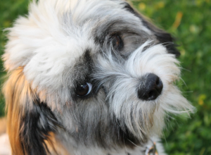 Havanese breed
