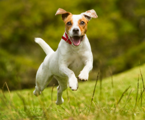 Jack Russell Terrier Breed