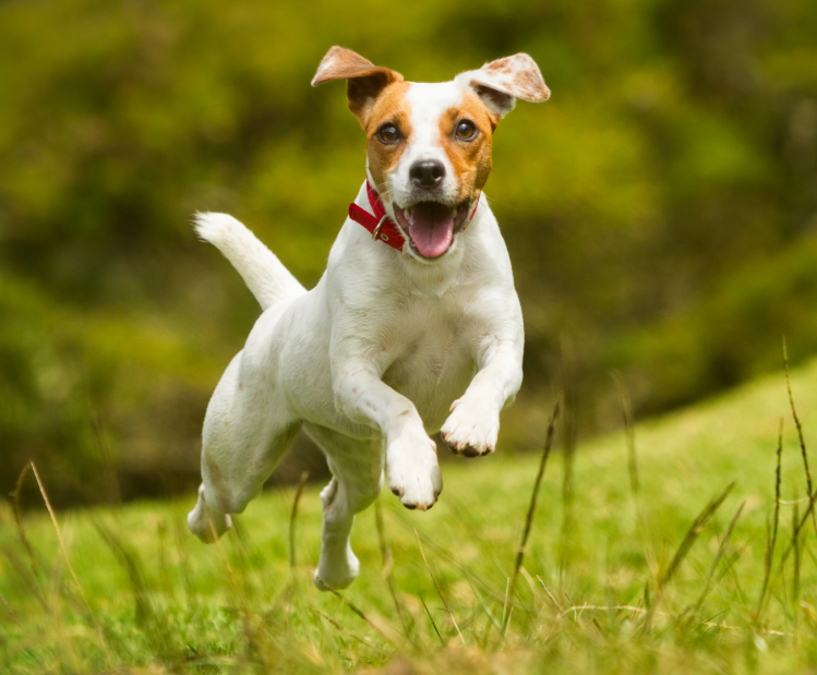 Jack Russell Terrier Breed