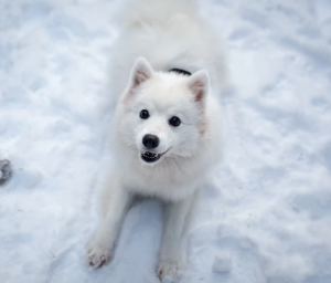 Japanese Spitz Breed
