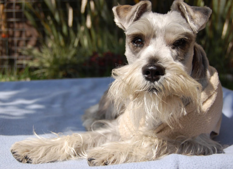 Schnauzer Breed