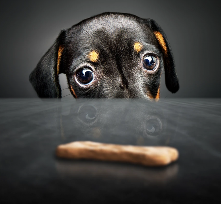 dog cheese snack