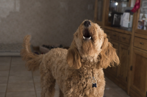 dog barking training